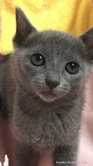 ID:2005-00973の子猫