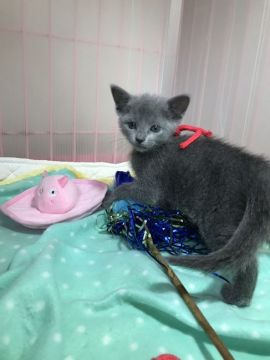 ロシアンブルー【長野県・女の子・2018年4月17日・ブルー(ライトグレー)】の写真「母猫はCFAチャンピオンです。おてんばです。」