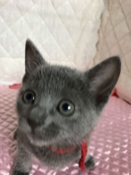 ロシアンブルー【長野県・女の子・2017年12月15日・ブルー（ダブルコート）】の写真「母猫CFAチャンピオンです。元気な女の子です。」