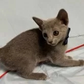 ロシアンブルー【長野県・男の子・2024年1月30日・ブルー】の写真5