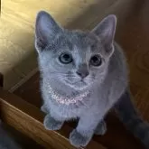 ロシアンブルー【長野県・女の子・2024年1月30日・ブルー】の写真5