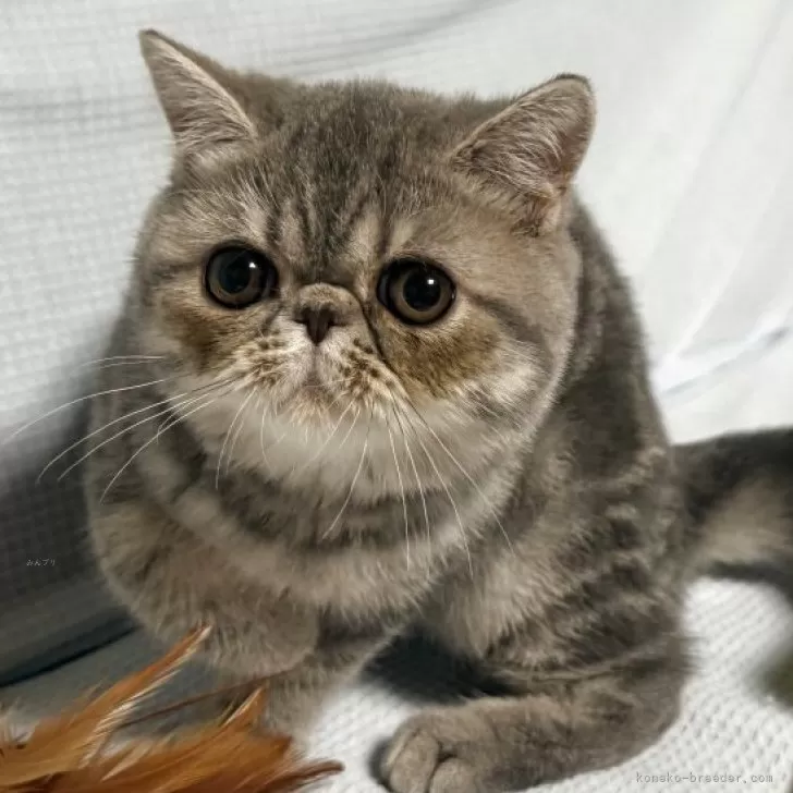 ID：2508-00489の子猫