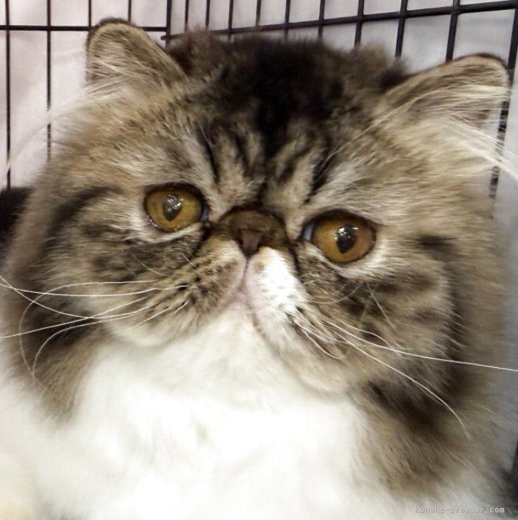 ブリーダー画像