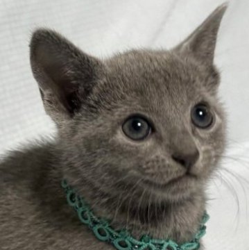 ロシアンブルー【長野県・男の子・2025年9月13日・ブルー(ソフト)】の写真「パパはCFAチャンピオン!未だおっとり君です!」