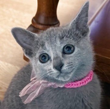 ロシアンブルー【長野県・女の子・2025年9月13日・ブルー（ソフト）】の写真「パパはCFAチャンピオン！とっても甘えん坊な女の子」