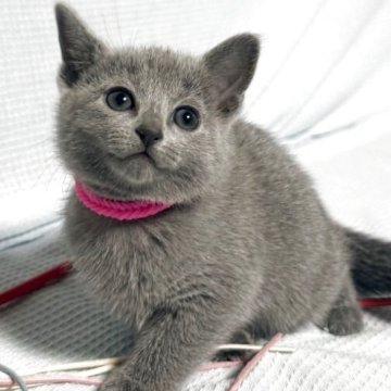 ロシアンブルー【長野県・女の子・2025年9月13日・ブルー(ソフト)】の写真「パパはCFAチャンピオン!とっても甘えん坊な女の子」