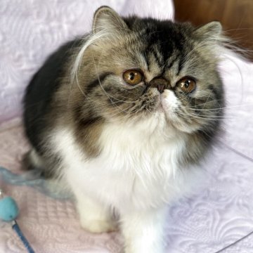 エキゾチックショートヘア【長野県・女の子・2025年5月11日・ブラウンクラッシックタビー&ホワイト（ソフト）】の写真「お鼻の短い元気な女の子！中毛（ロング)です」