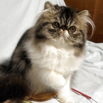 エキゾチックショートヘア【長野県・女の子・2025年5月11日・ブラウンクラッシックタビー&ホワイト（ソフト）】の写真「お鼻の短い元気な女の子！中毛（ロング)です」