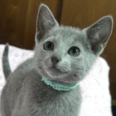 ロシアンブルー