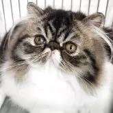 エキゾチックショートヘア