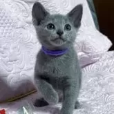 ロシアンブルー