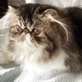 エキゾチックショートヘア