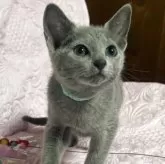 ロシアンブルー