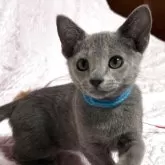 ロシアンブルー