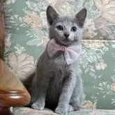 ロシアンブルー【長野県・女の子・2025年1月30日・ブルー】の写真3