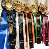 エキゾチックショートヘア【長野県・女の子・2025年5月11日・ブラウンクラッシックタビー&ホワイト】の写真5