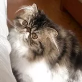 エキゾチックショートヘア【長野県・女の子・2025年5月11日・ブラウンクラッシックタビー&ホワイト】の写真6