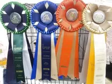 エキゾチックショートヘア【長野県・女の子・2025年5月11日・ブラウンクラッシックタビー&ホワイト】の写真9