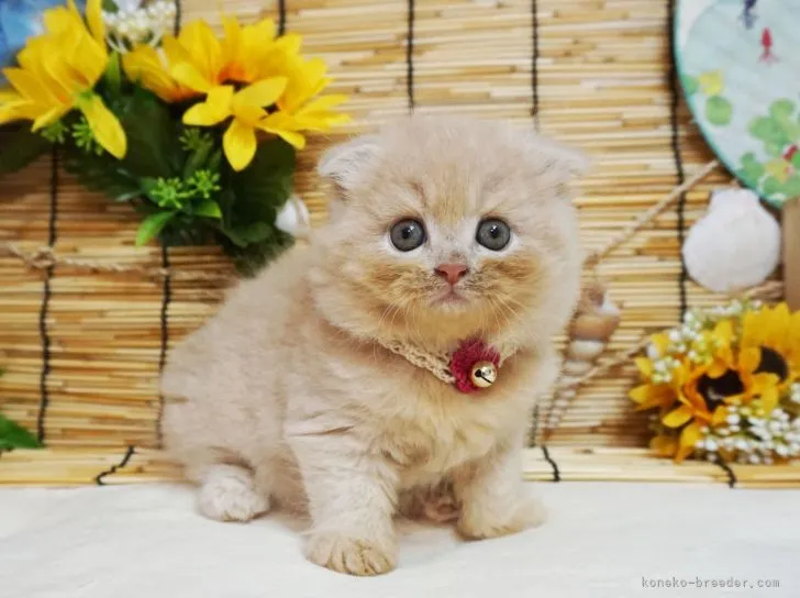 めぢゅ 様のお迎えした子猫