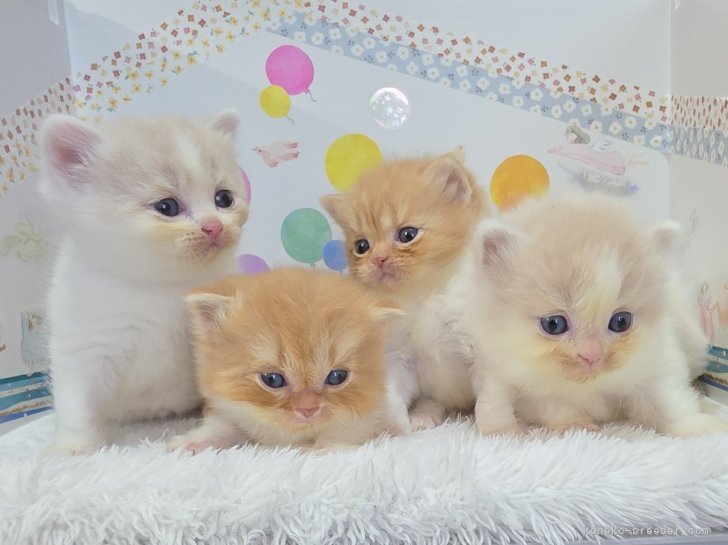 前野幹子ブリーダーのブログ：🍼 2025年10月21日、スコティッシュフォールドの赤ちゃんが生まれました🐾女の子組