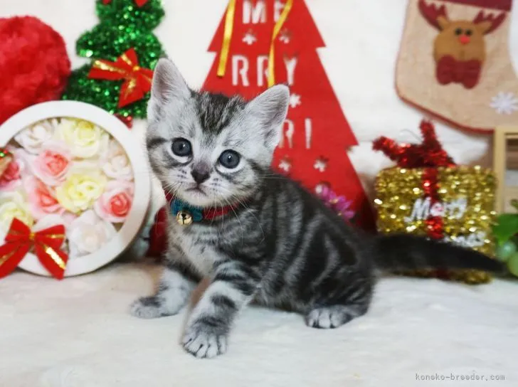 ID:2111-02060の子猫