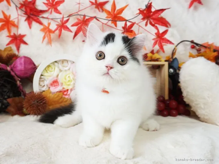 H.K 様のお迎えした子猫