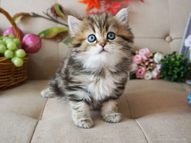 ほりた 様のお迎えした子猫