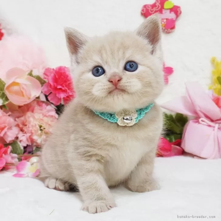 小町さん 様のお迎えした子猫