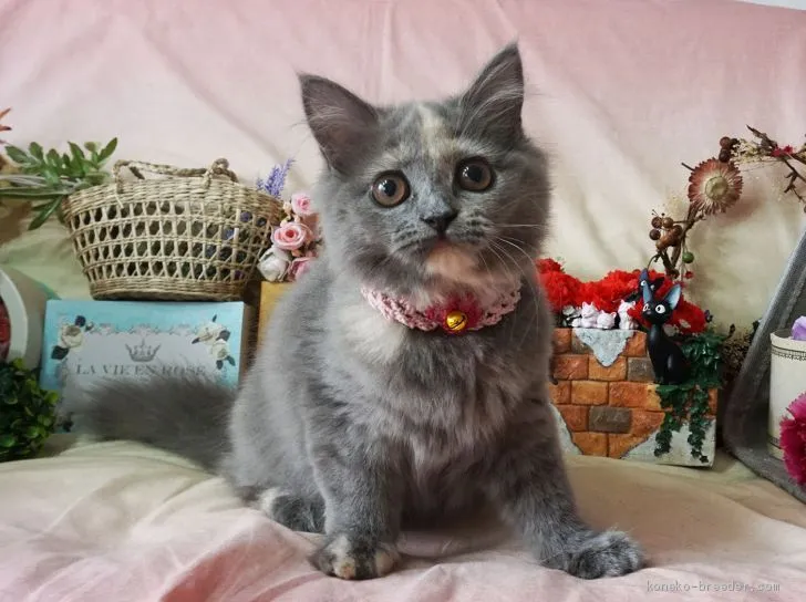 ID:1905-01049の子猫