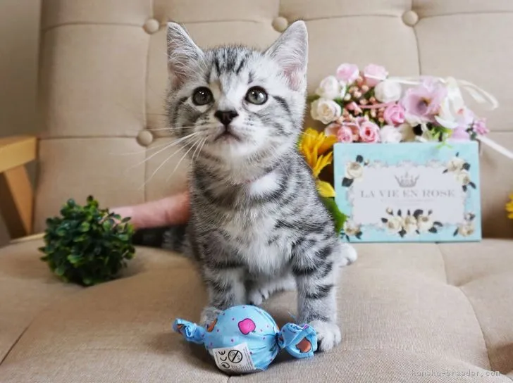 ura 様のお迎えした子猫