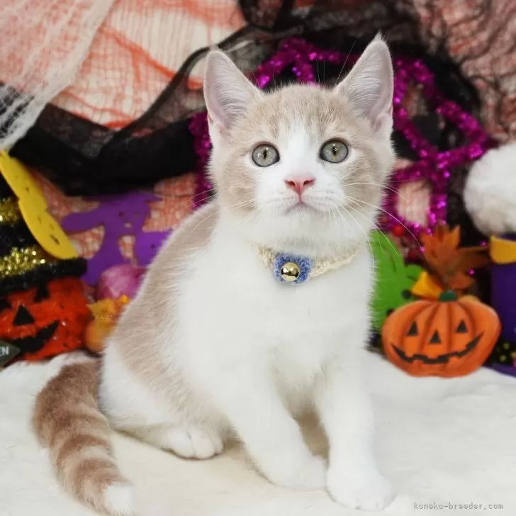 ID:2409-00286の子猫