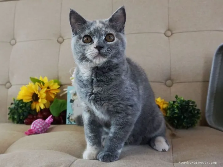 ID:1807-00041の子猫