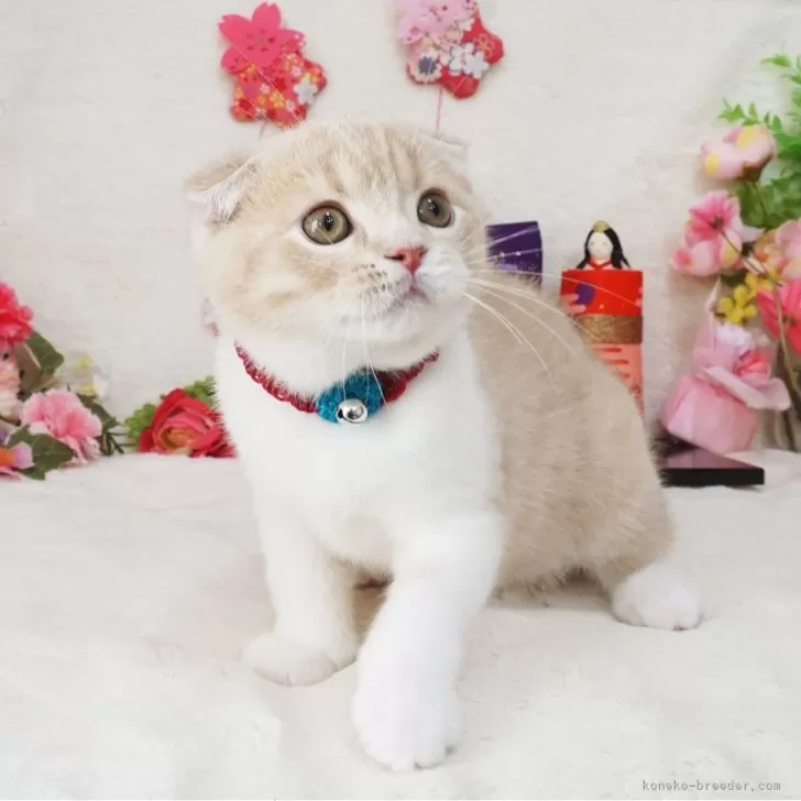 ID:2402-00638の子猫