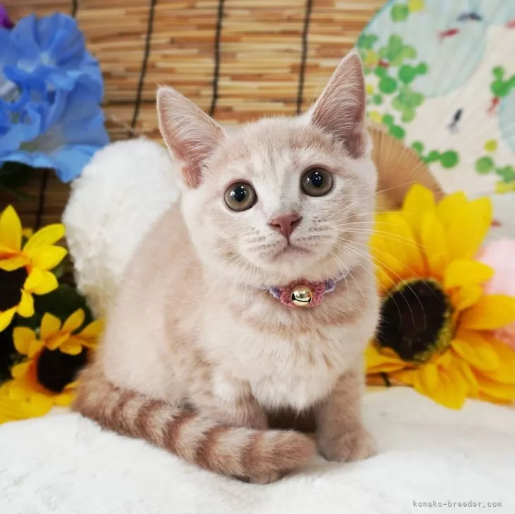 ID:2407-02719の子猫