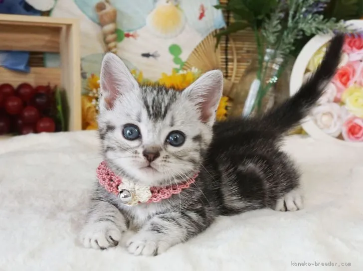 ID：2007-00316の子猫