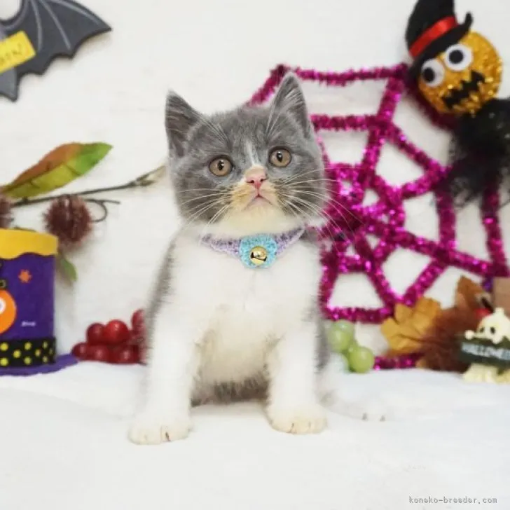 m 様のお迎えした子猫