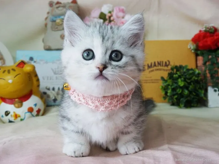 ID：1904-02030の子猫