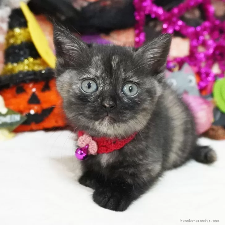 ID:2409-02808の子猫