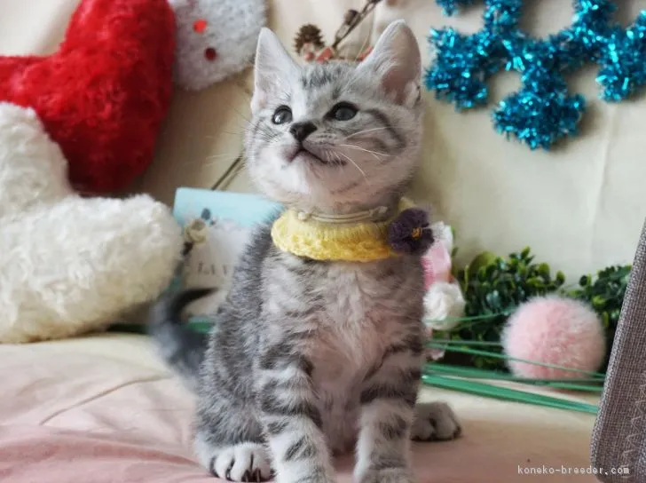 しんちゃん 様のお迎えした子猫