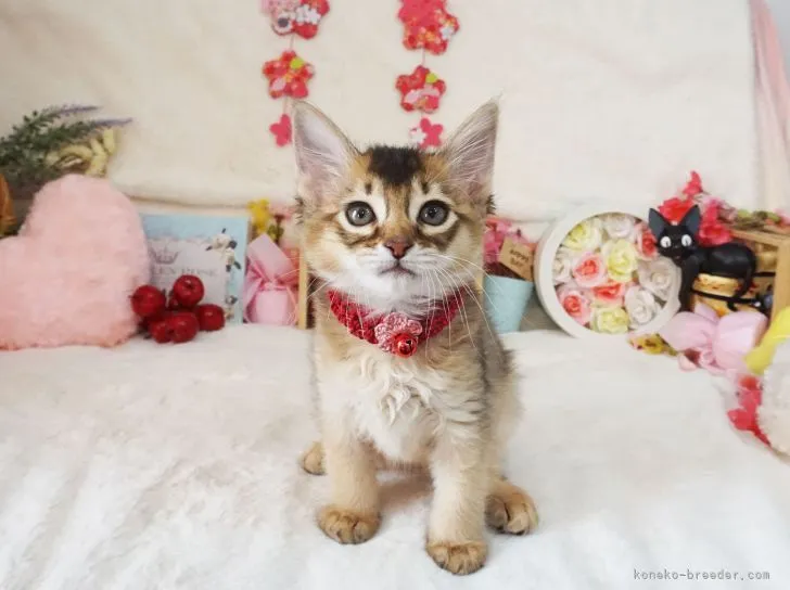 ID:2104-00725の子猫