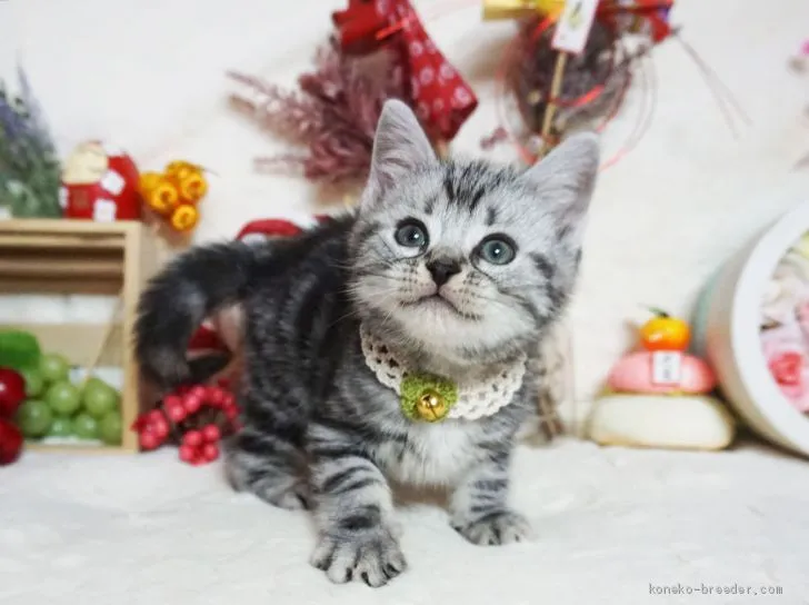 ID:2101-00763の子猫