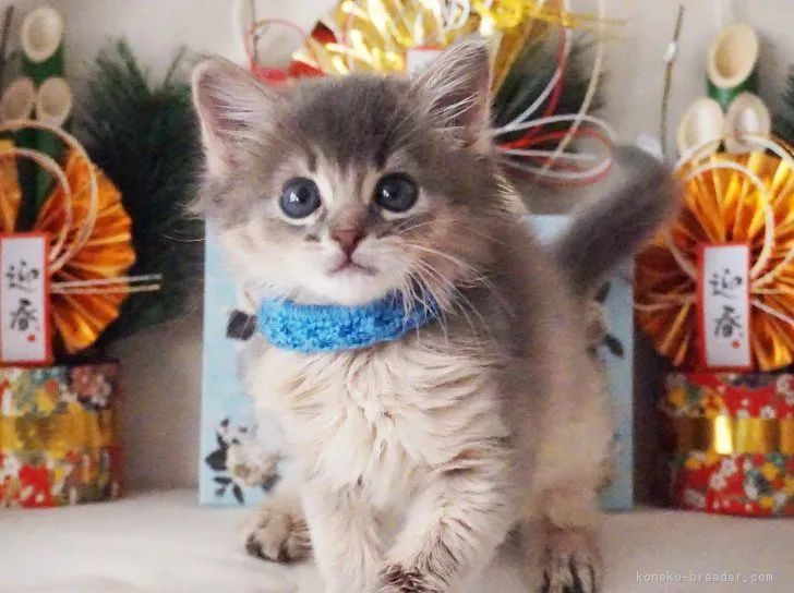ID:1901-00155の子猫