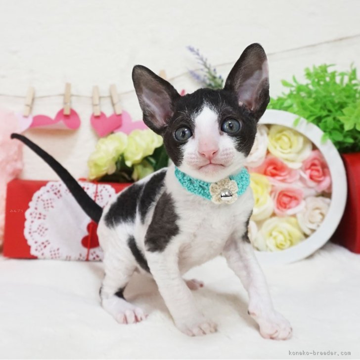 Pet Supplies : Ninja Cat (Green, Harness) : Amazon.com