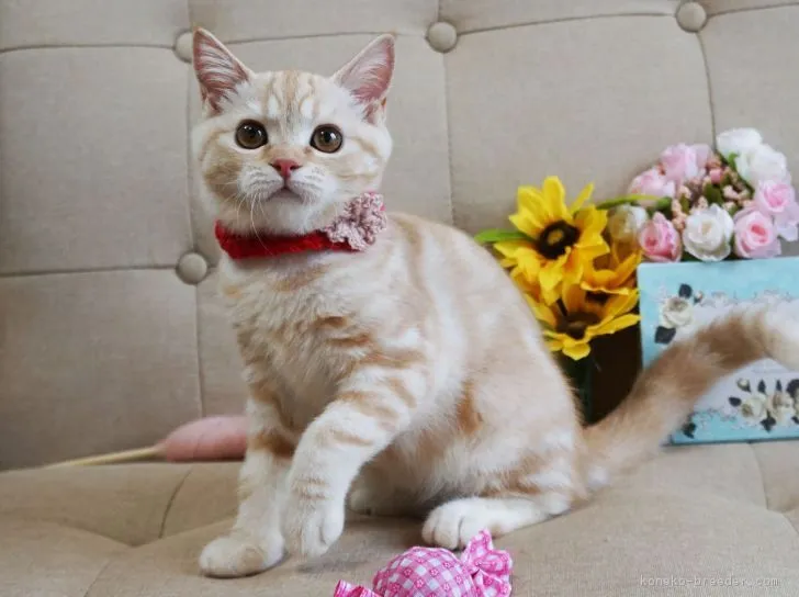 taka 様のお迎えした子猫