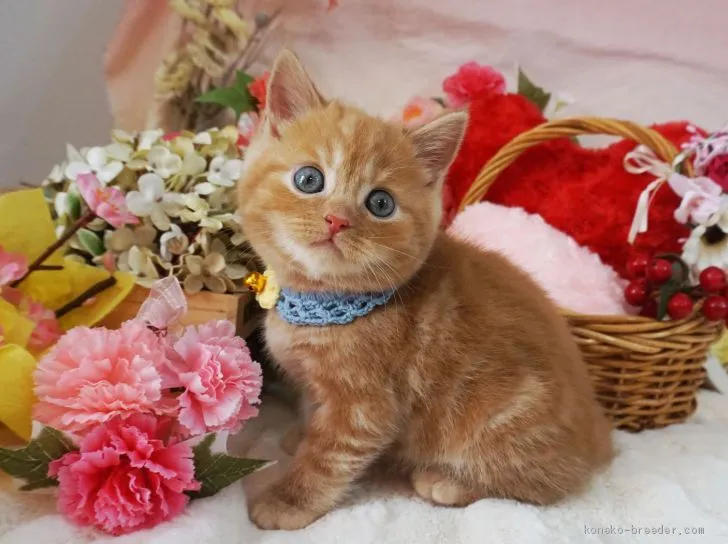 ID：2004-00431の子猫