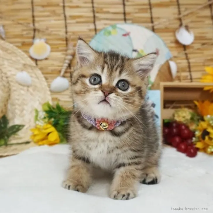 かいまま 様のお迎えした子猫