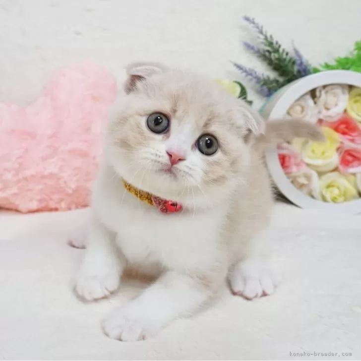 みりり 様のお迎えした子猫