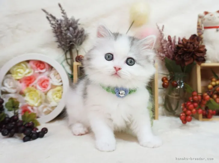 ミヌエット【大阪府・男の子・2021年11月19日・シルバータビー&amp;ホワイト】の写真1「1/9撮影」