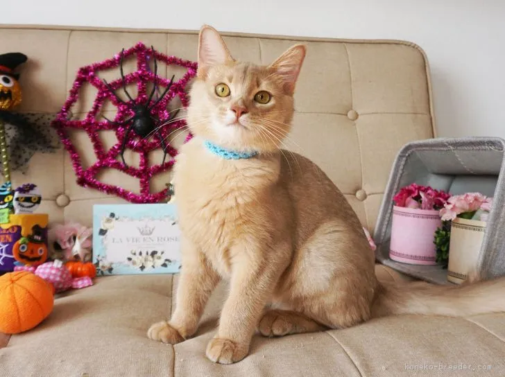 まっつん 様のお迎えした子猫