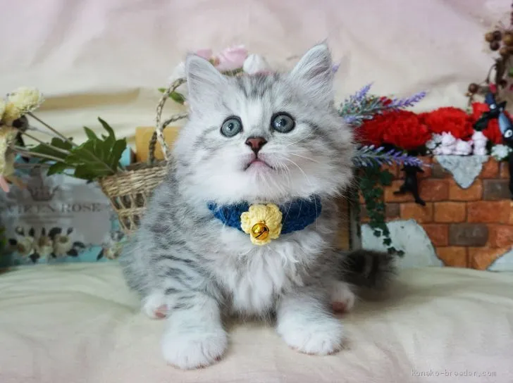 チビタ 様のお迎えした子猫